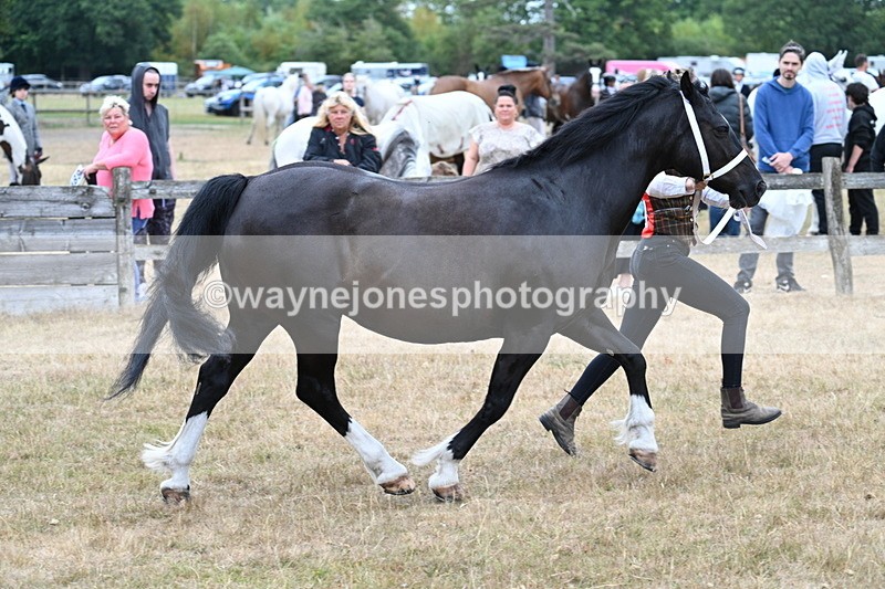 WJ7_8423 - Class 4 Prettiest Mare up to 14.2hh