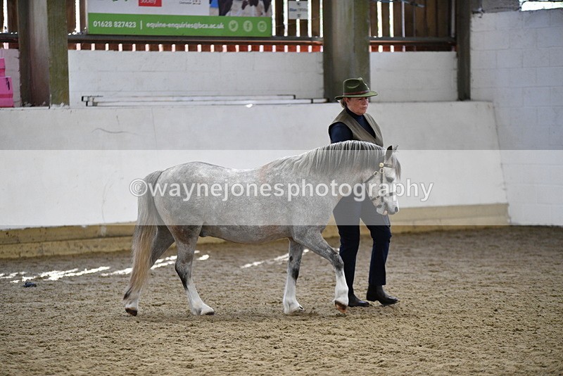 WJ5_5398 - Class 4 In hand M&M - small breeds