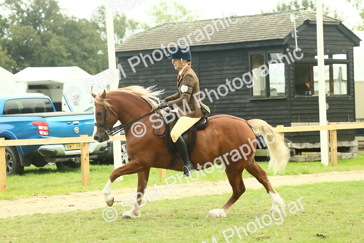 SBM_71968 - S60 - Mountain & Moorland Ridden Large Breeds