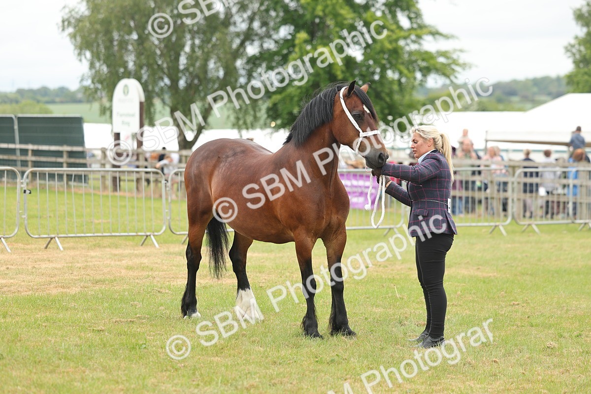 SBM_04926 - Class 50-57 - M&M Welsh Pony In Hand