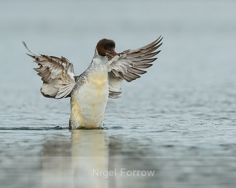 Goosander flapping wings, Farmoor Reservoir - Goosander