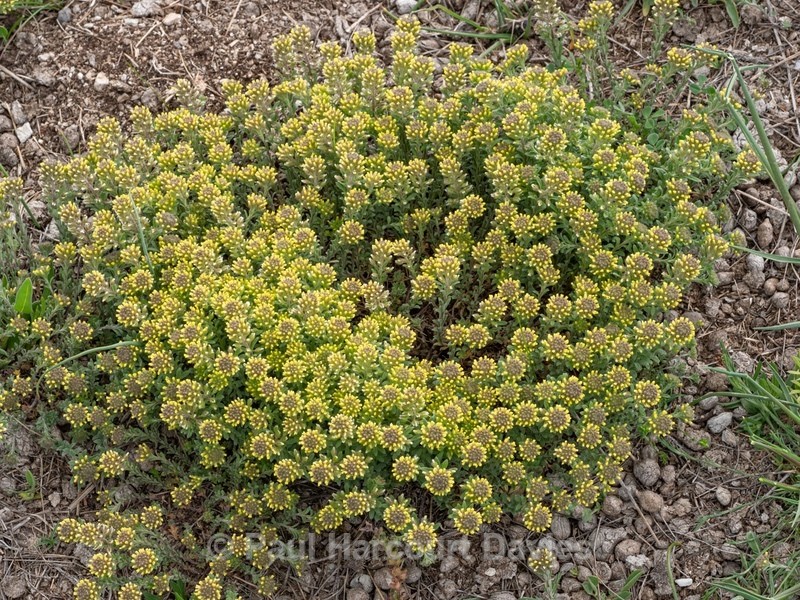 Small Alyssum (Alison) Alyssum alyssoides - Wild Flowers - 2