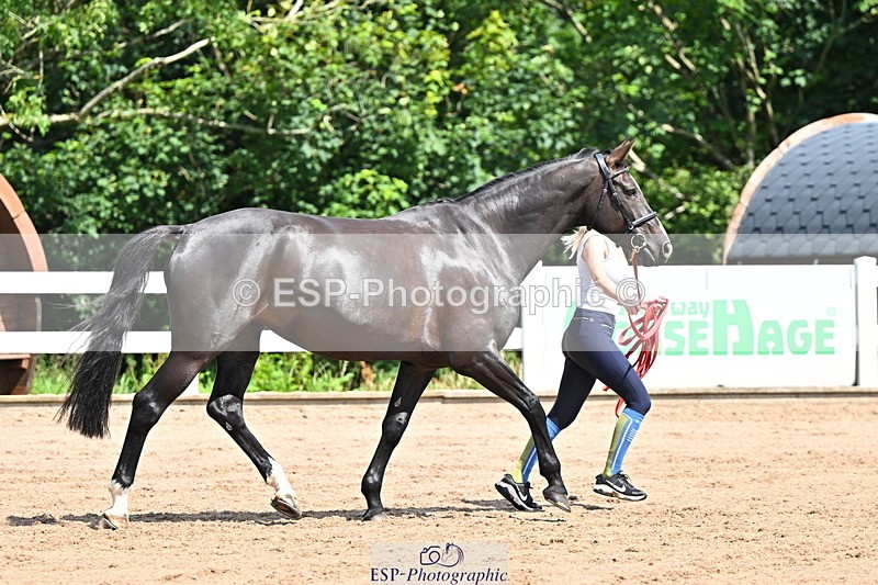 240718A-105242-01055 - Trot Up 11am to 12pm