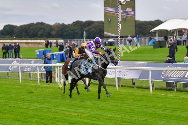 131023-Race 1-Pilgrim-9047 - Race 1 2.05pm William Hill EBF Novice Stakes