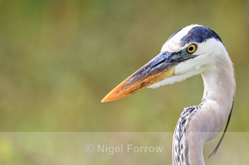 Head of Great Blue Heron close, Viera Wetlands, Florida - Great Blue Heron