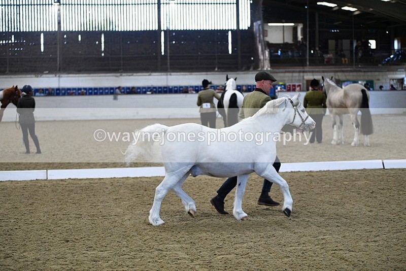 WJ5_3660 - Class 5 In Hand Veterans