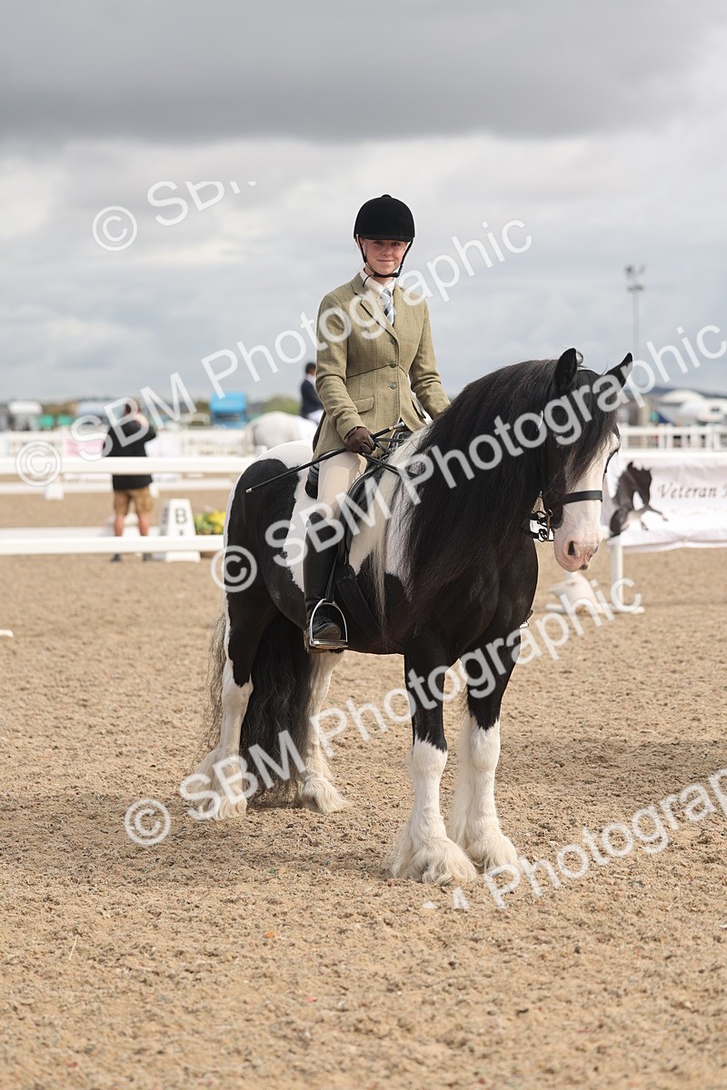 SBM_04437 - Class 18 - Handsomest Gelding (IH or Ridden)