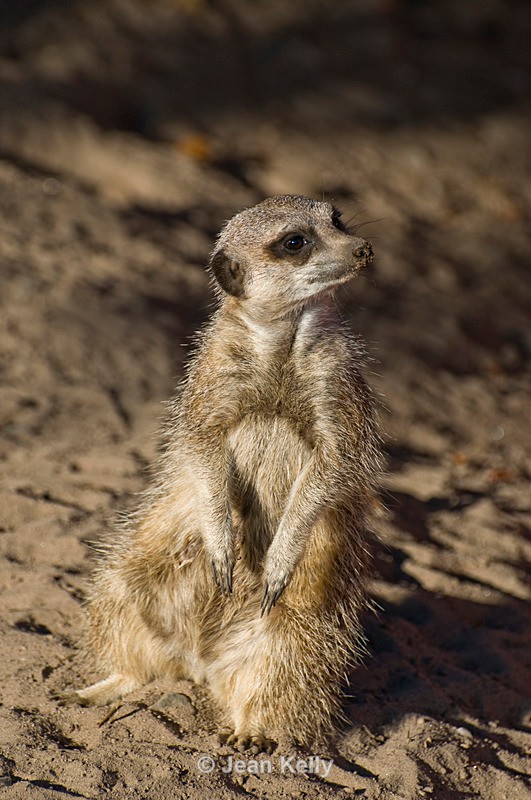 Meerkat - 0793 - Meerkats