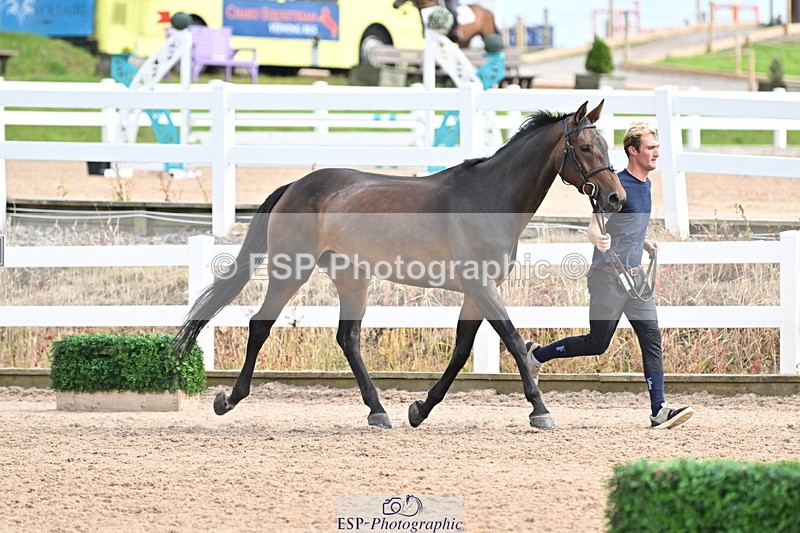 240717A-164511-03514 - Trot Up 4pm to 5pm