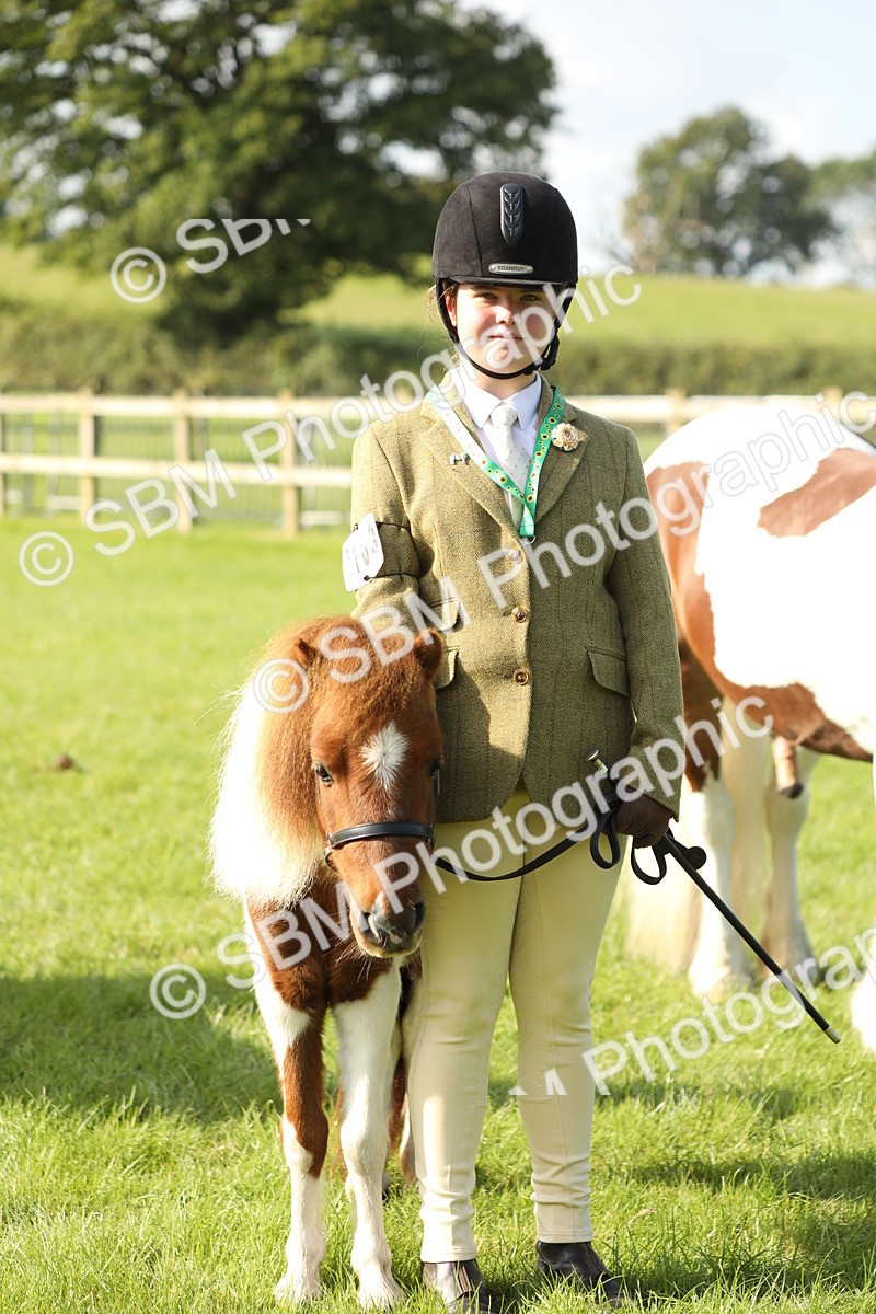 SBM_61023 - S43 - Coloured Pony In Hand