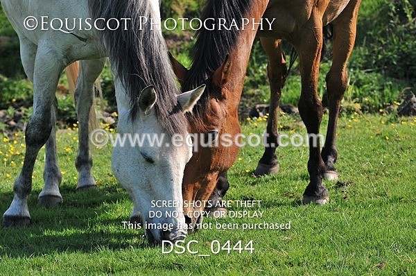 DSC_0444 - ARCHIVE REQUEST - Quincy and Guinness