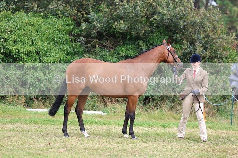 3E7A5476 - Class 20: Sports Horse In Hand