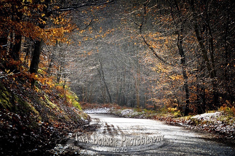 Road tunnel through the hedges in snow. Winter Landscape portfolio by Tina Dorner Photography,  Forest of Dean and Wye Valley, Gloucestershire