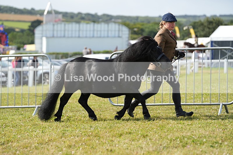 DSC05190 - Class 49: NPS Shetland 4 years and over