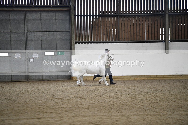 WJ5_5603 - Morning in hand Championship