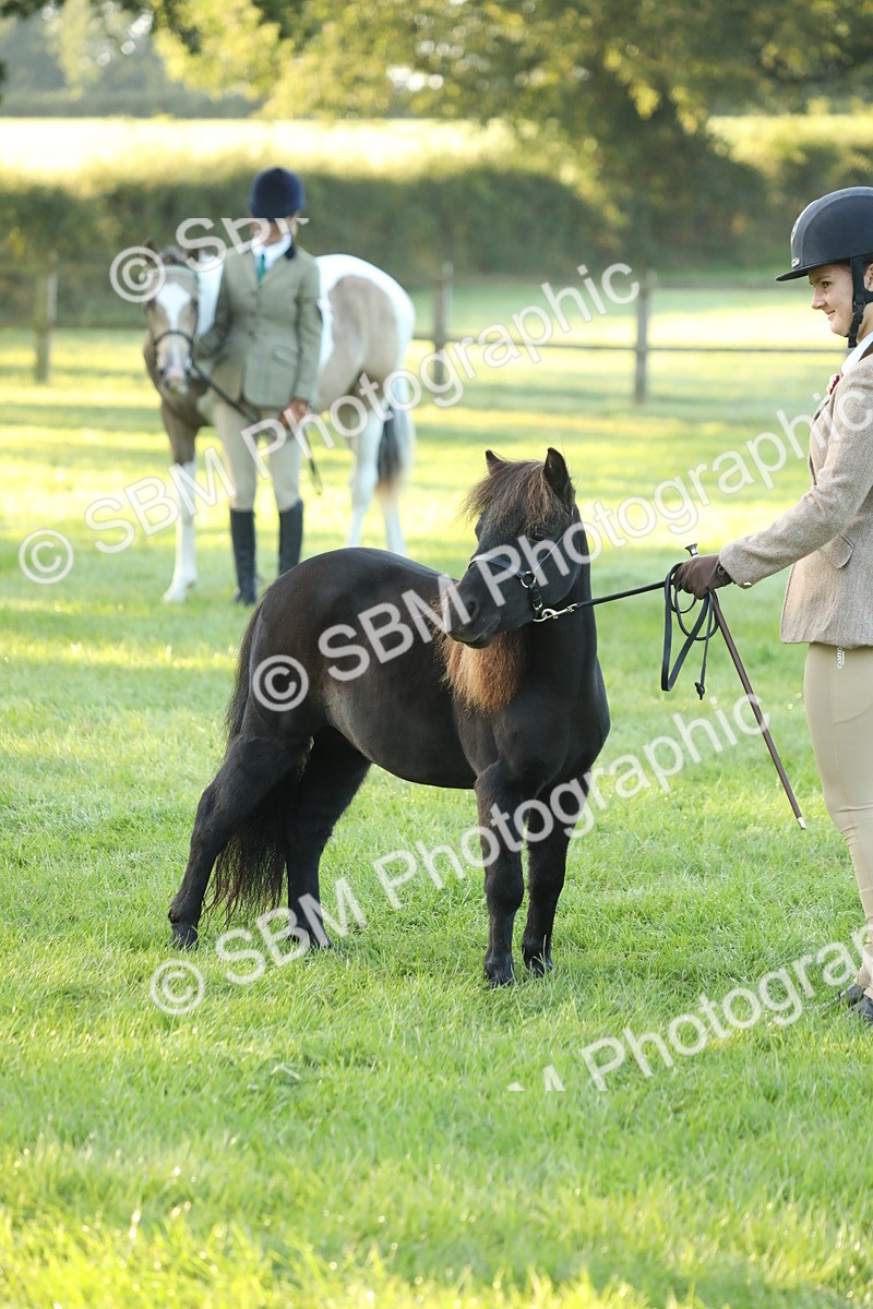 SBM_57846 - S42 - Youngstock