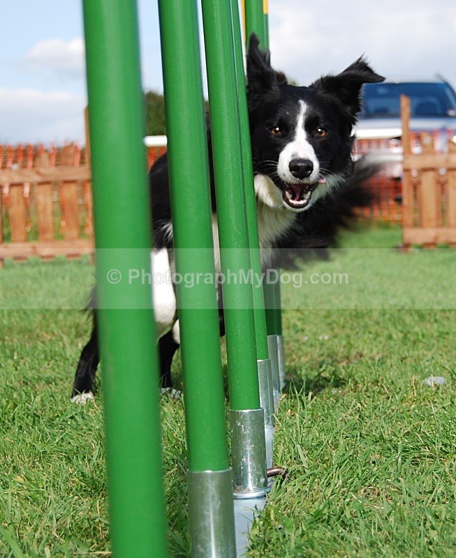  - Border Collies