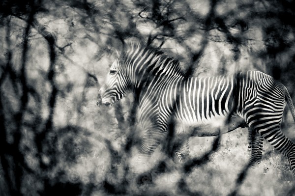 Grevy's, Zebra, Shaba, Kenya