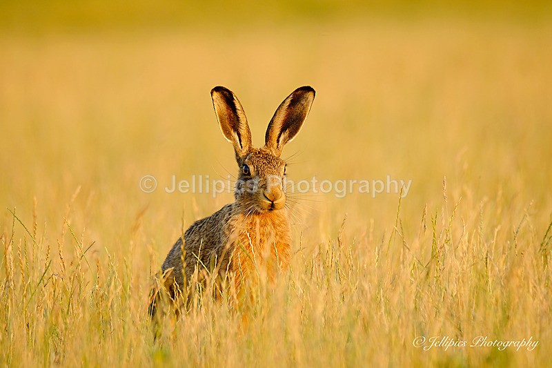  - Wildlife and Nature