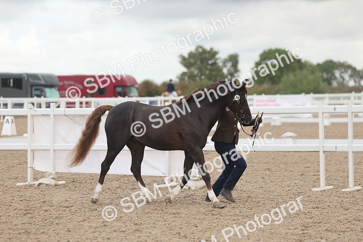 SBM_03313 - Class 16 - IH M&M Wildcard