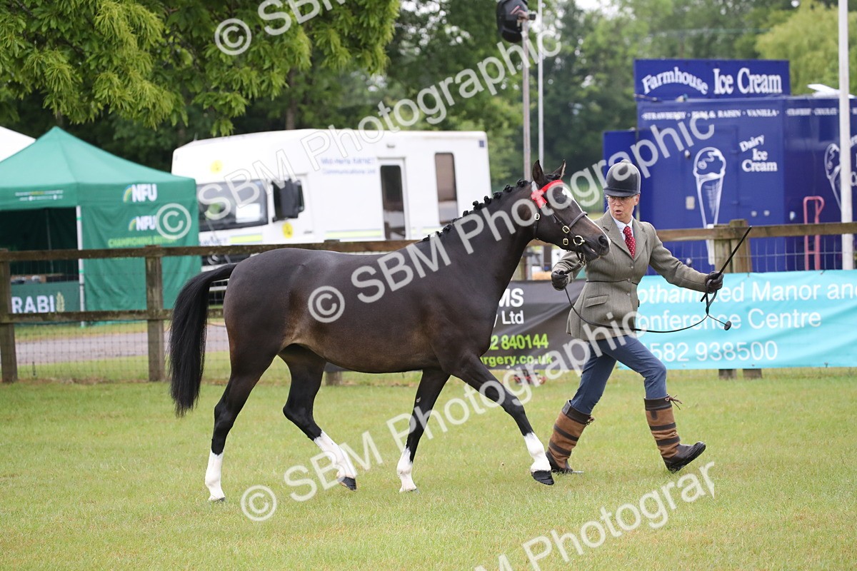 SBM_00057 - Class 17-20 - Arab & Part Bred - Anglo Arab In Hand