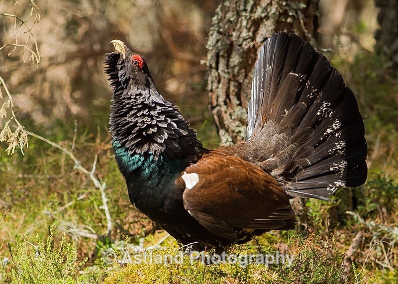 Astland Photography, Bird and Wildlife Images, Susan and Peter Wilson, U.K.