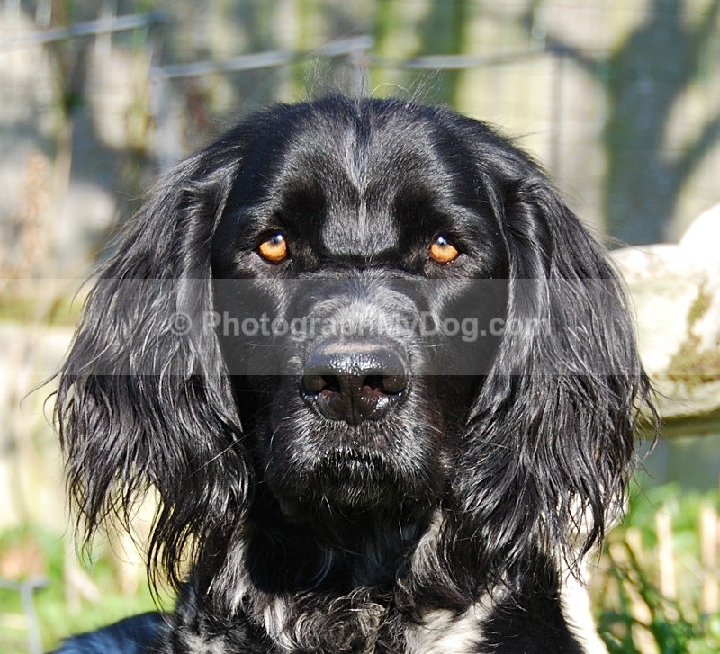  - Large Munsterlander