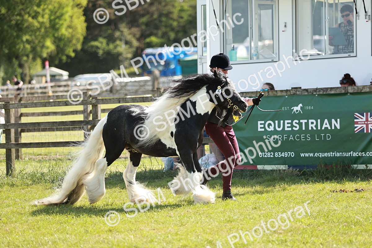 SBM_08954 - Class 63-65 - Traditional Gypsy Cobs In Hand & Ridden