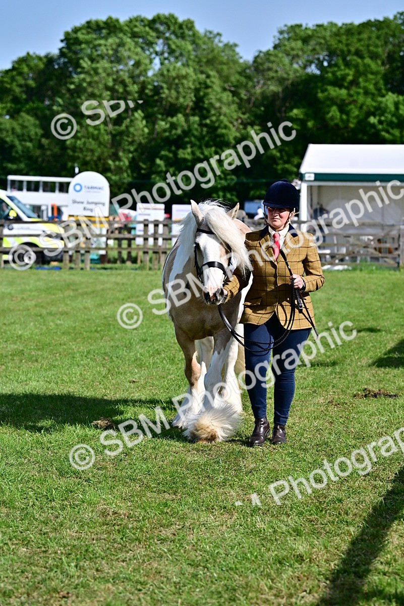 SBM_10075 - Class 63-65 - Traditional Gypsy Cobs In Hand & Ridden