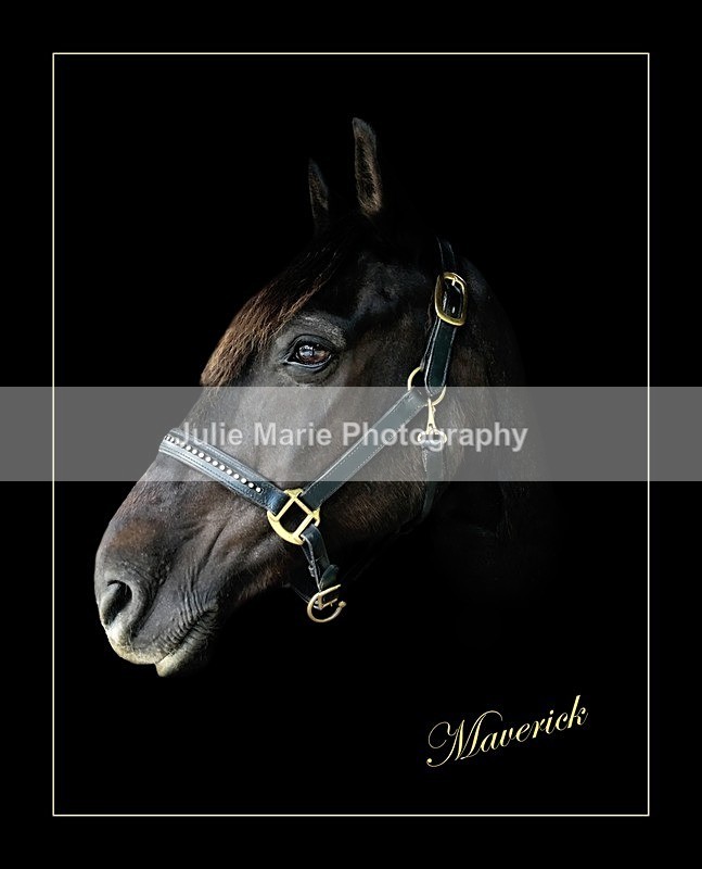 mav - Equine Photography