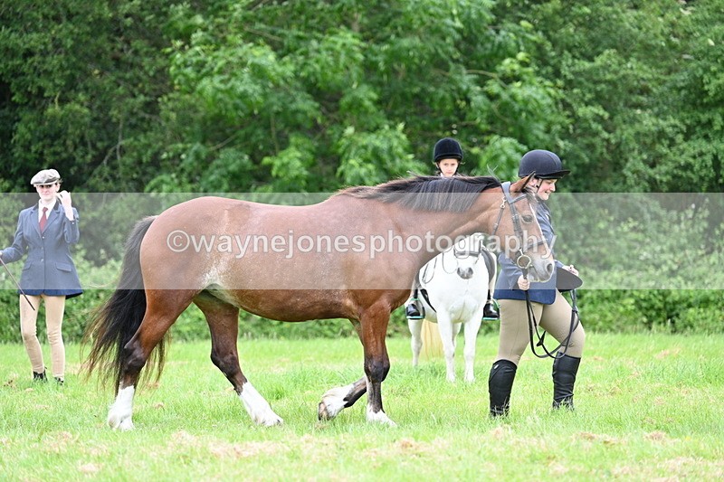WJ7_4448 - Class 14B Prettiest Mare