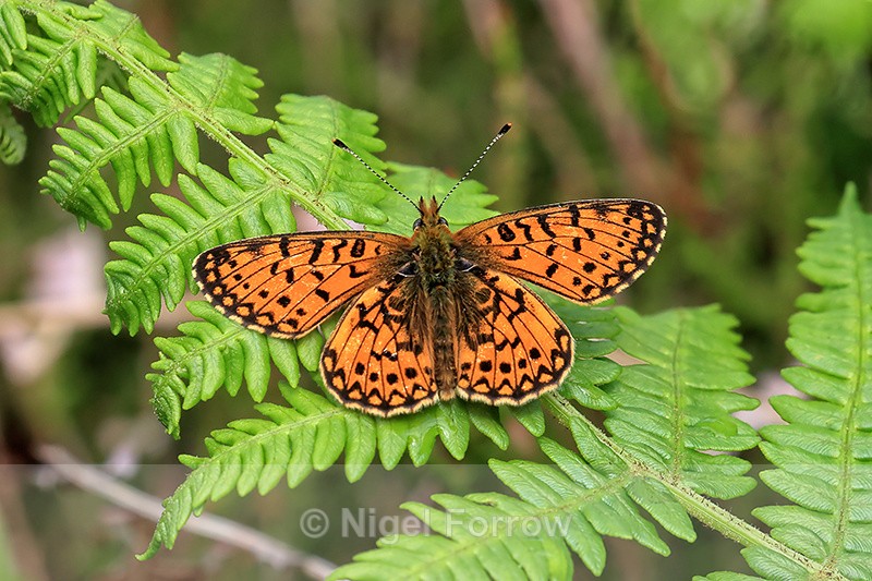 Small Pearl-bordered Fritillary, Devon, England - INSECTS