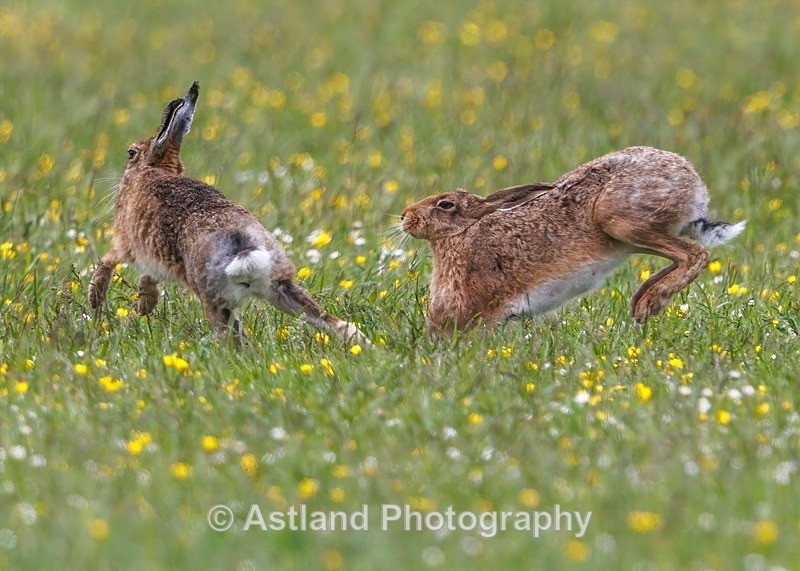 Brown Hare - Latest Images