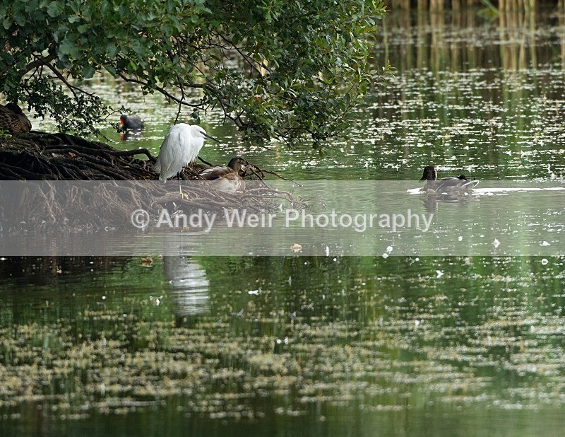 20110826-_MG_6527 - Herons & Egrets