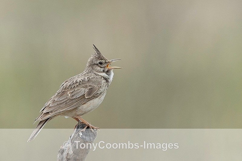 Crested Lark - Lesvos ~ Other Birds