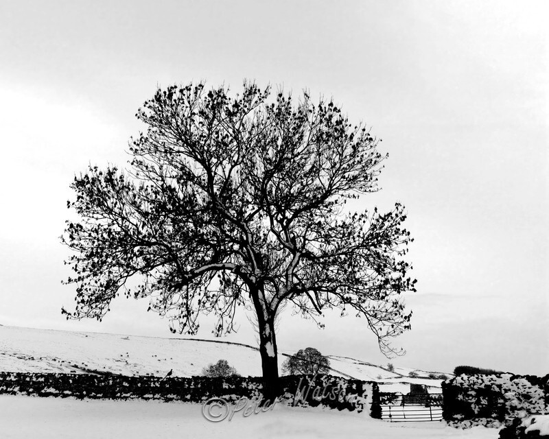Wensleydale Yorkshire Dales England - Monochrome