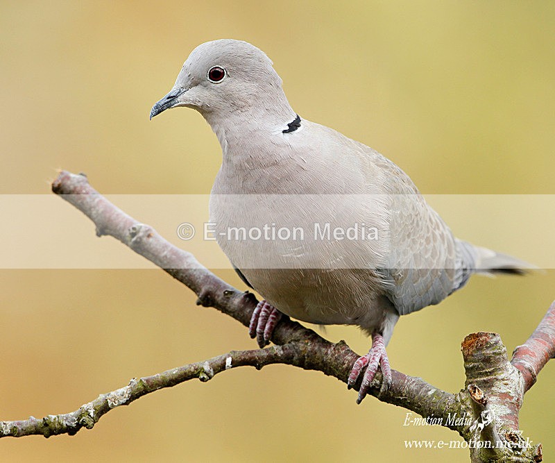Collared Dove 160310 - Nature
