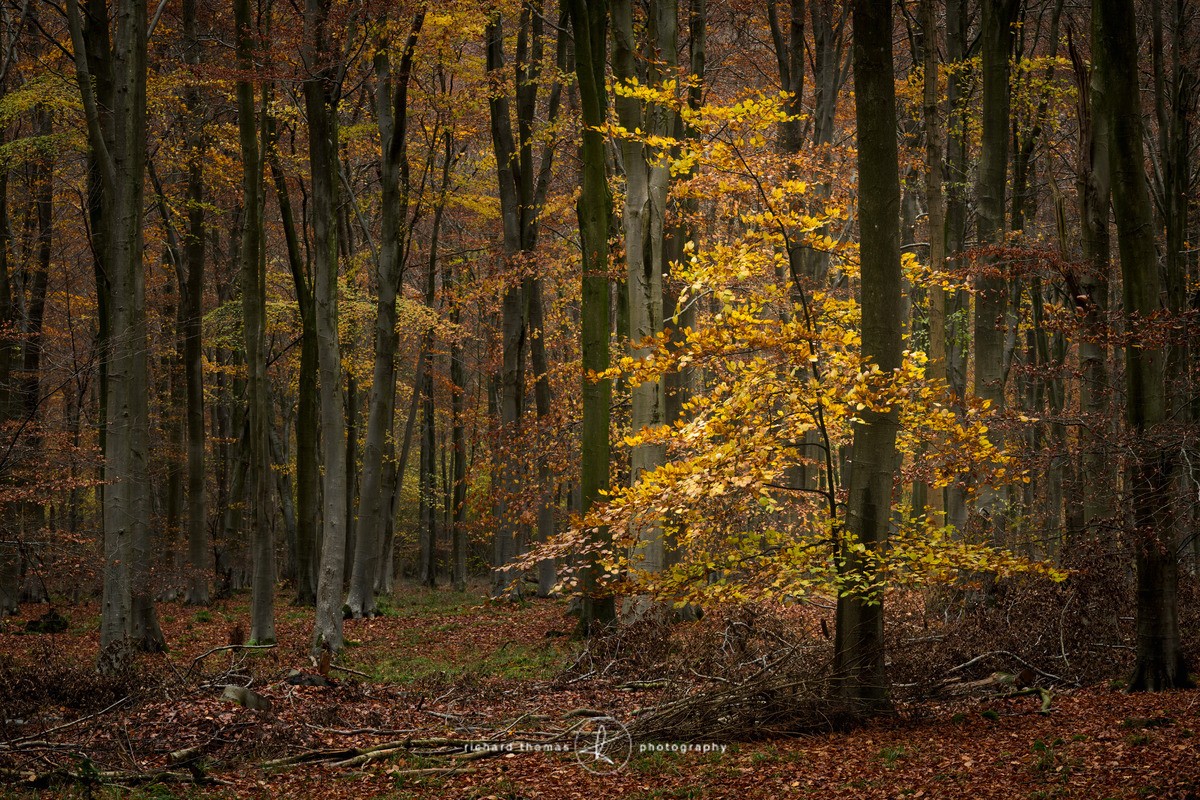 Amber beacon - Woodland