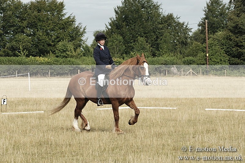 _PJP5609 - Dressage Classes BVRC Show 2018