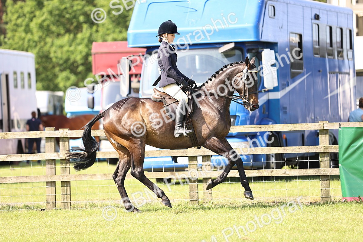 SBM_12893 - Class 75-76 LIHS BSHA Rising Star Hack Riding Horse