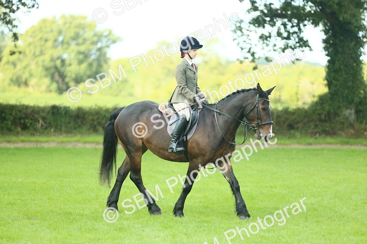 SBM_42031 - S29 - Novice & Newcomers Working Hunter Pony