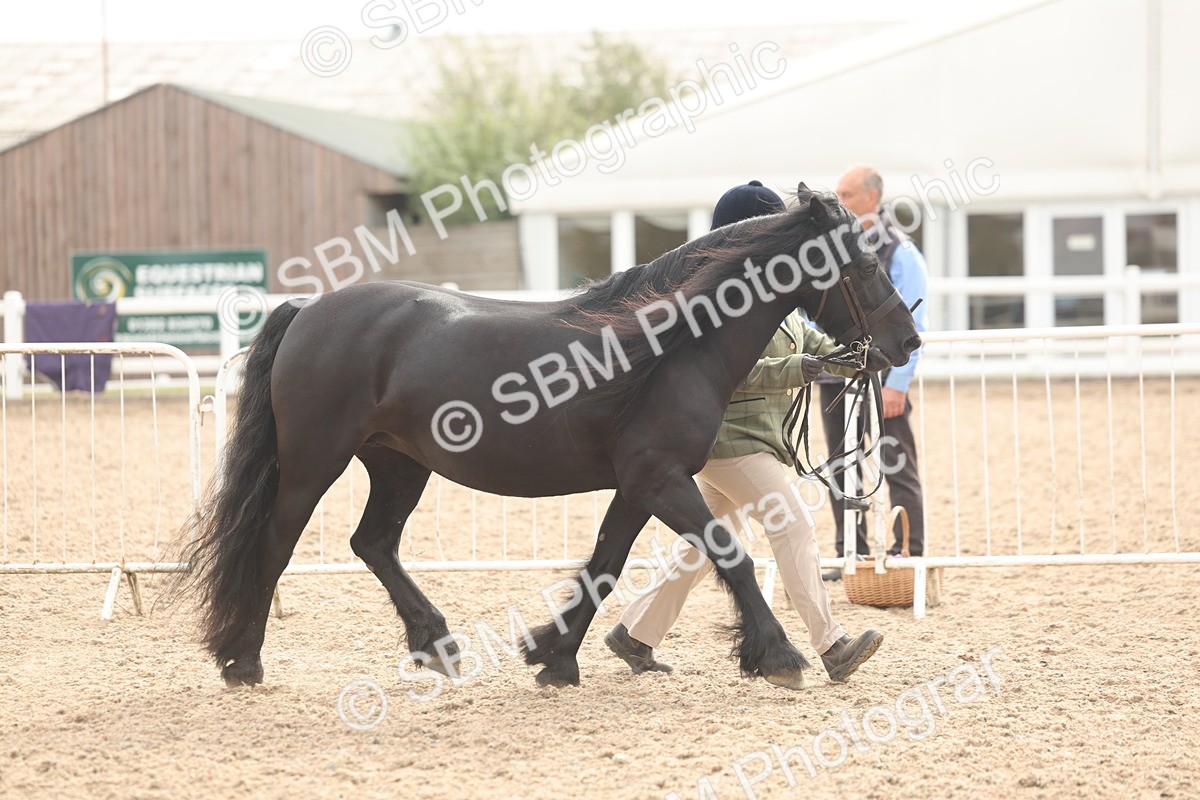 SBM_03164 - Class 16 - IH M&M Wildcard