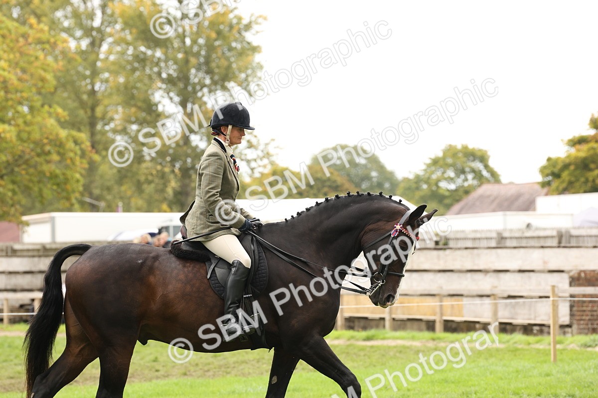 SBM_64134 - S65 - Riding Horse & Hack & Thoroughbred Ridden