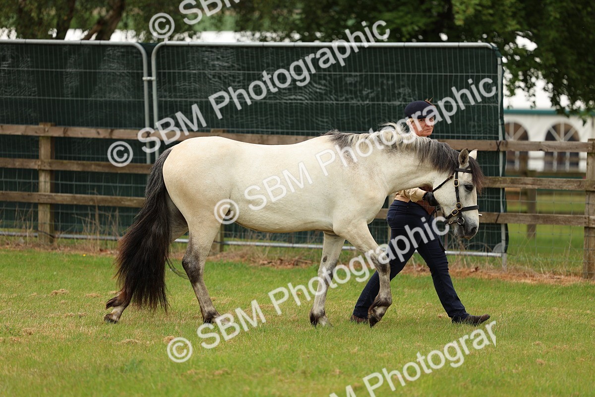 SBM_04091 - Class 64-67 - Shetland Pony In Hand