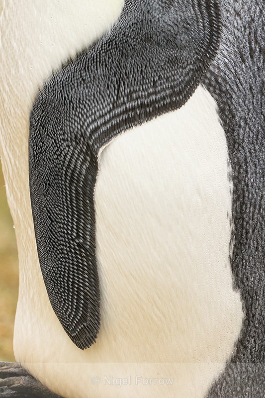 King Penguin flipper, Saunders Island, Falklands - King Penguin