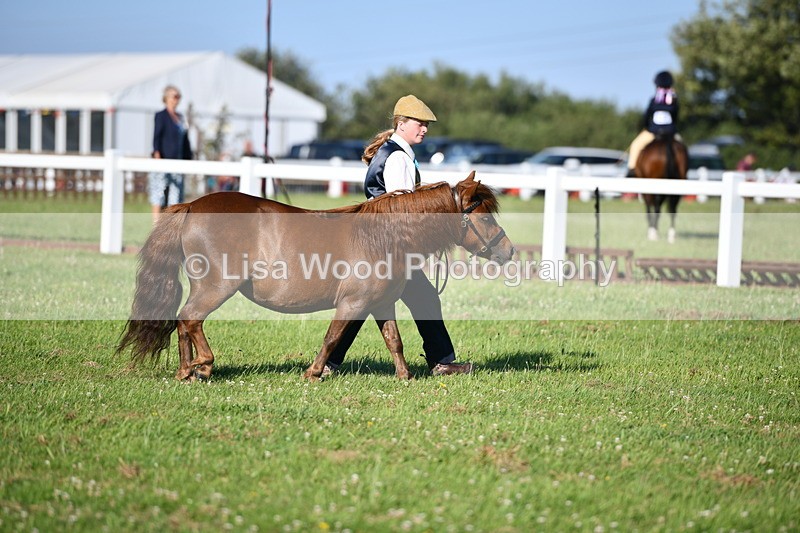 DSC_5576 - Class 49: NPS Shetland Youngstock