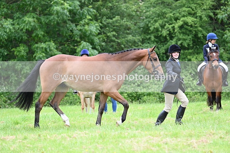 WJ7_4134 - Class 14A Handsome Gelding