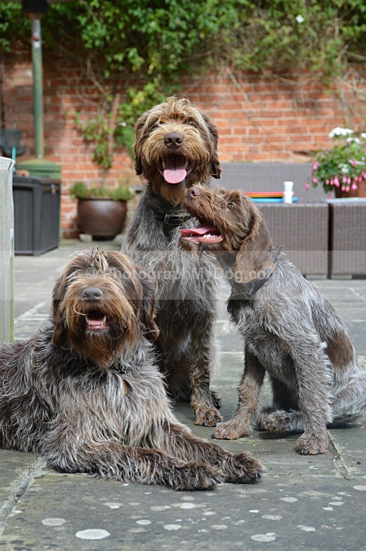  - Korthals Griffons