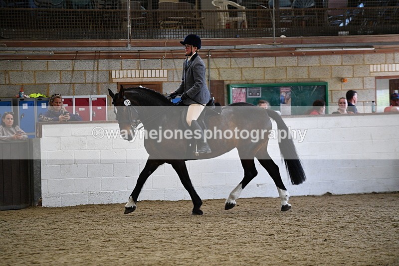 WJ5_7757 - Class 13 Ridden Part Breed