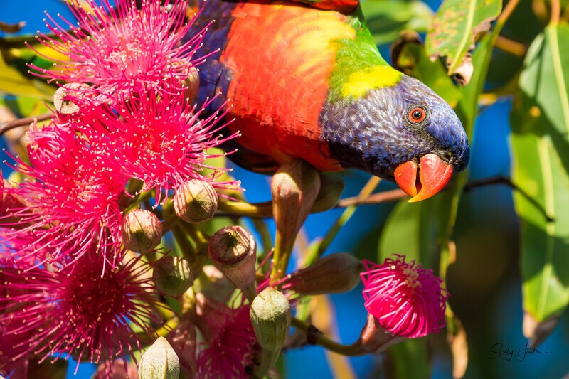 Lorikeet in Gum Tree 8 - Lorikeets